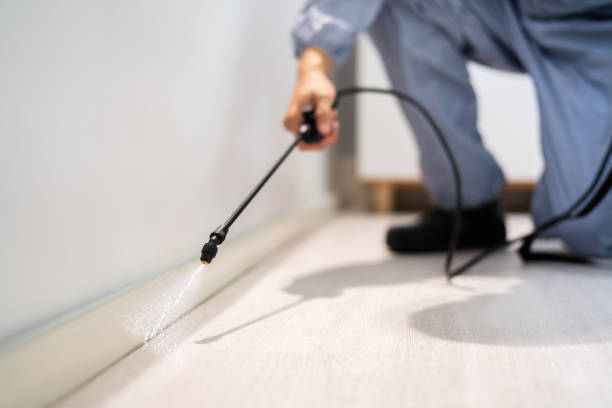 Licensed Wasp Control service in Glens Falls North, NY - Nex Pest Control