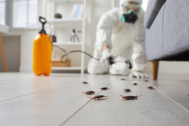 Trusted Termite Control service in Glens Falls North, NY - Nex Pest Control